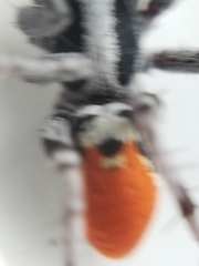 Castianeira occidens