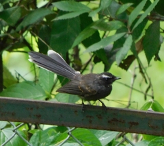 Rhipidura albicollis