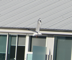 Chroicocephalus novaehollandiae