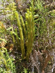 Phlegmariurus dentatus