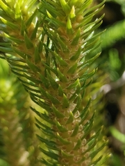 Phlegmariurus dentatus