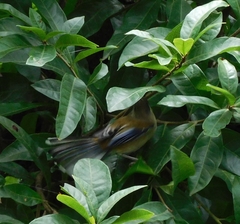 Actinodura cyanouroptera