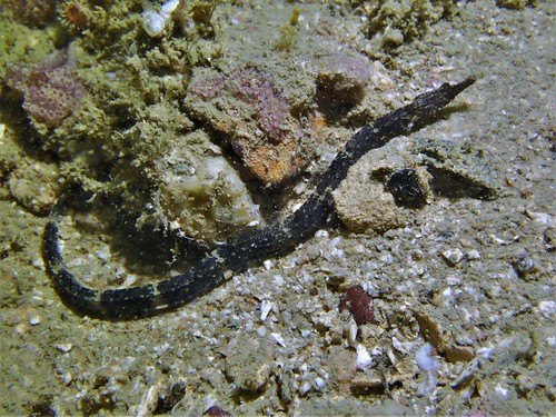 Micrognathus andersonii observed 2018-06-03