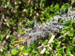 Bombycomorpha bifascia