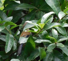 Actinodura cyanouroptera