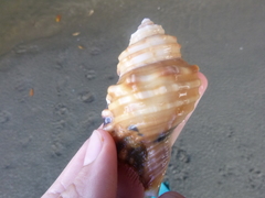 Monoplex parthenopeus