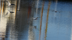 Chroicocephalus novaehollandiae