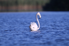 Phoenicopterus roseus