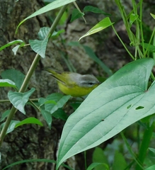 Phylloscopus xanthoschistos