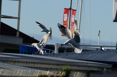 Chroicocephalus novaehollandiae