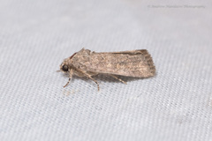 Spodoptera cilium
