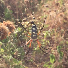 Trichonephila sumptuosa