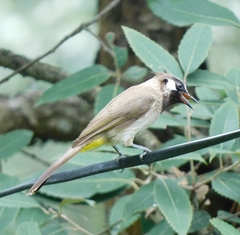 Pycnonotus leucogenys