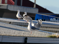 Chroicocephalus novaehollandiae