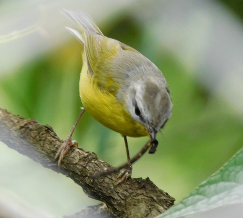 Grey-hooded Warbler (Phylloscopus xanthoschistos), photo 10