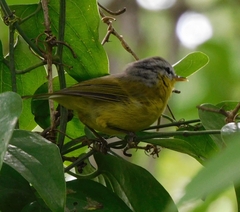 Phylloscopus xanthoschistos