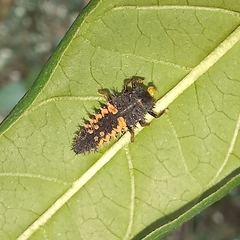 Harmonia axyridis