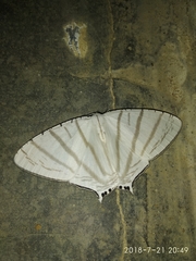 Urapteroides astheniata