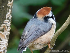 Aegithalos concinnus