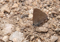 Satyrium tetra