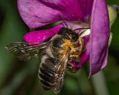 Megachile frigida