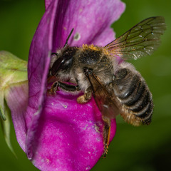 Megachile frigida
