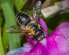 Megachile frigida