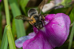 Megachile frigida