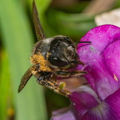 Megachile frigida