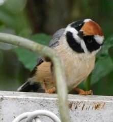 Aegithalos concinnus