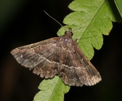 Adrapsa mediana