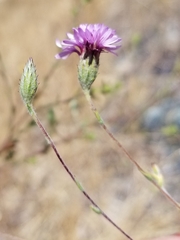 Lessingia hololeuca