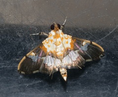 Aetholix flavibasalis