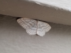 Scopula ancellata