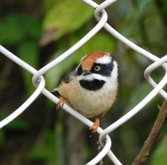 Aegithalos concinnus