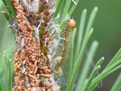 Acantholyda hieroglyphica