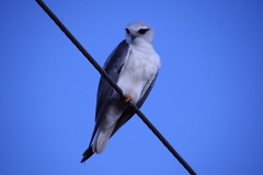 Elanus caeruleus vociferus