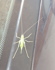 Meconema meridionale