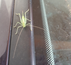 Meconema meridionale