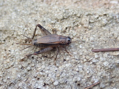 Loxoblemmus equestris