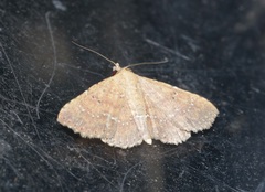 Cerynea punctilinealis