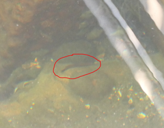 Trachinops caudimaculatus