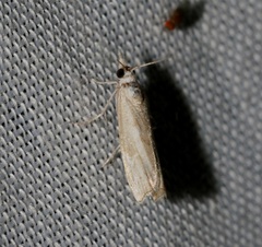 Culladia hastiferalis