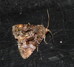 Ecpatia longinquua