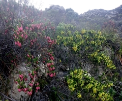 Erica coccinea