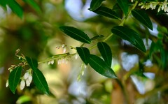 Vaccinium consanguineum