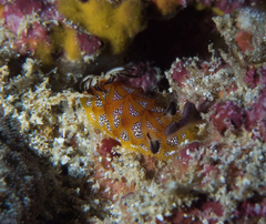 Halgerda indotessellata