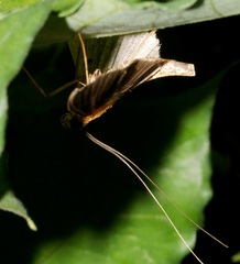 Filodes fulvidorsalis