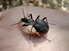 Cychrus italicus