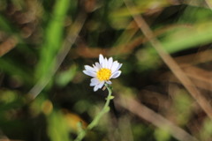 Aster shimadae